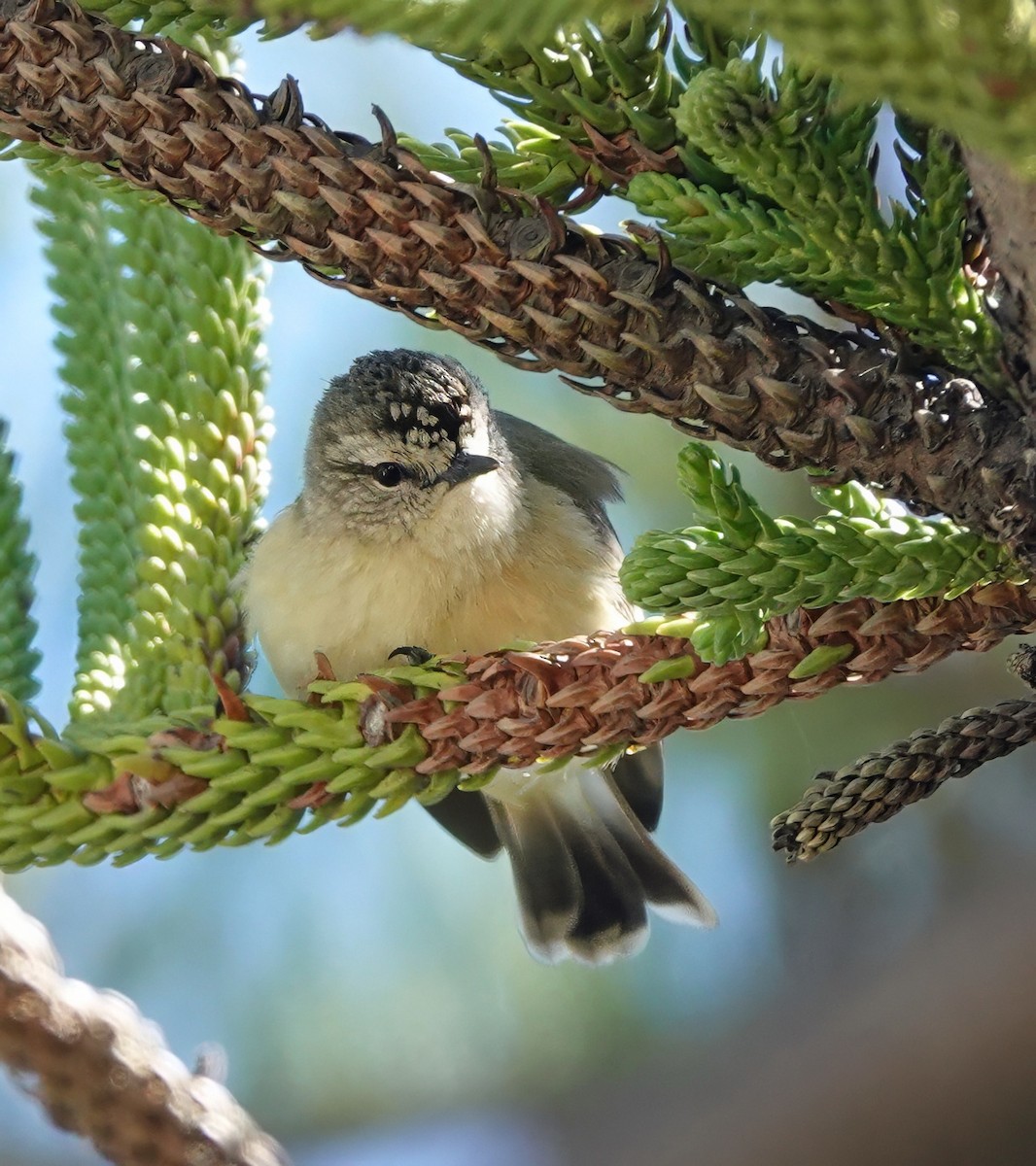 Yellow-rumped Thornbill - ML643070449