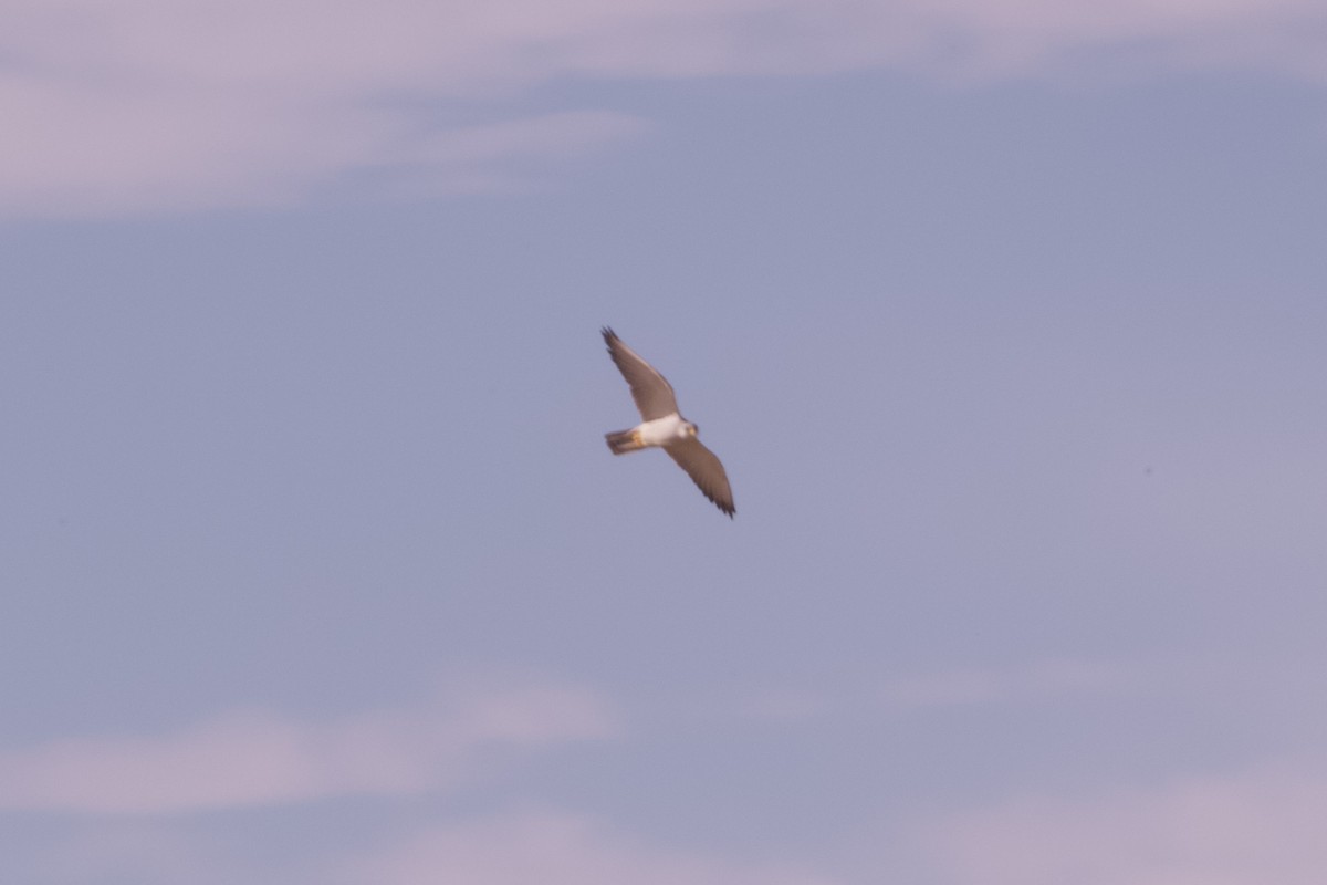 Silberfalke - ML643070457