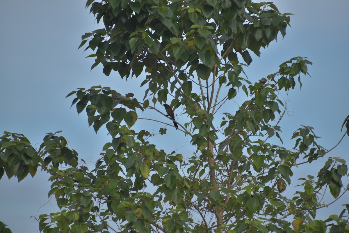 Bengal Kukalı - ML643070462