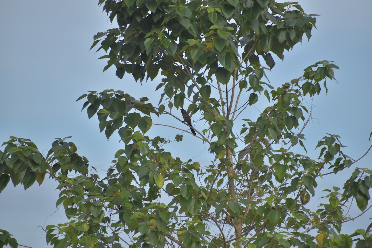 Bengal Kukalı - ML643070463