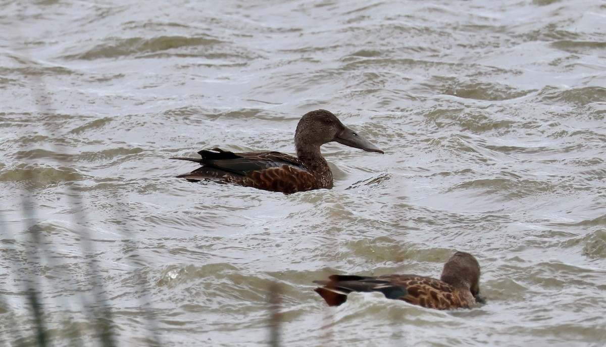 Australasian Shoveler - ML643070468