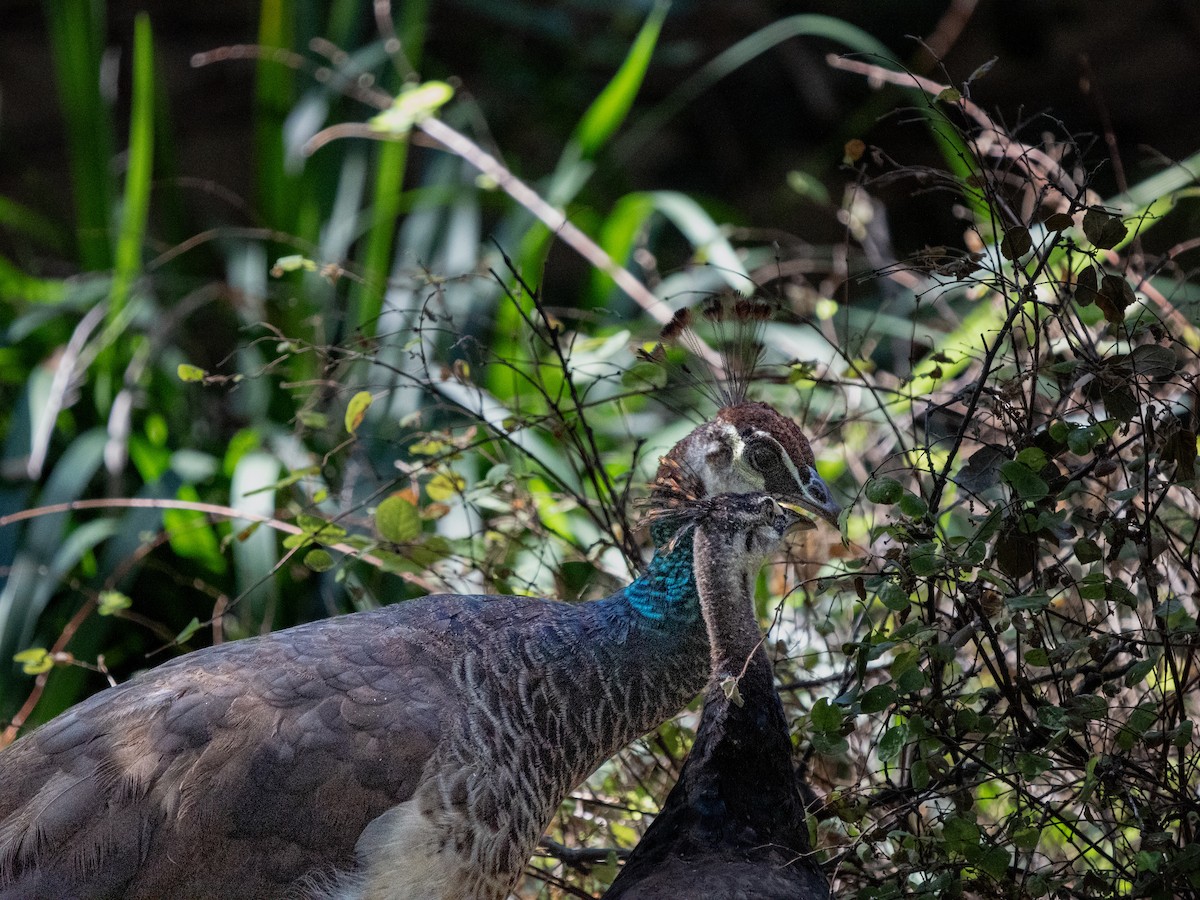 Indian Peafowl (Domestic type) - ML643070492