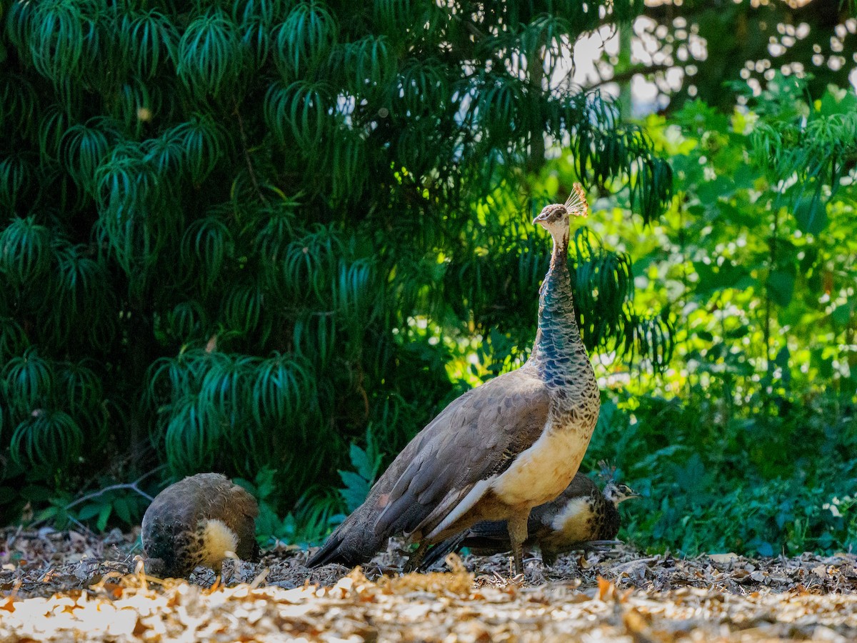 Indian Peafowl (Domestic type) - ML643070493