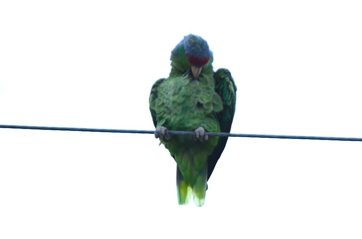 Lilac-crowned Amazon - ML643070530