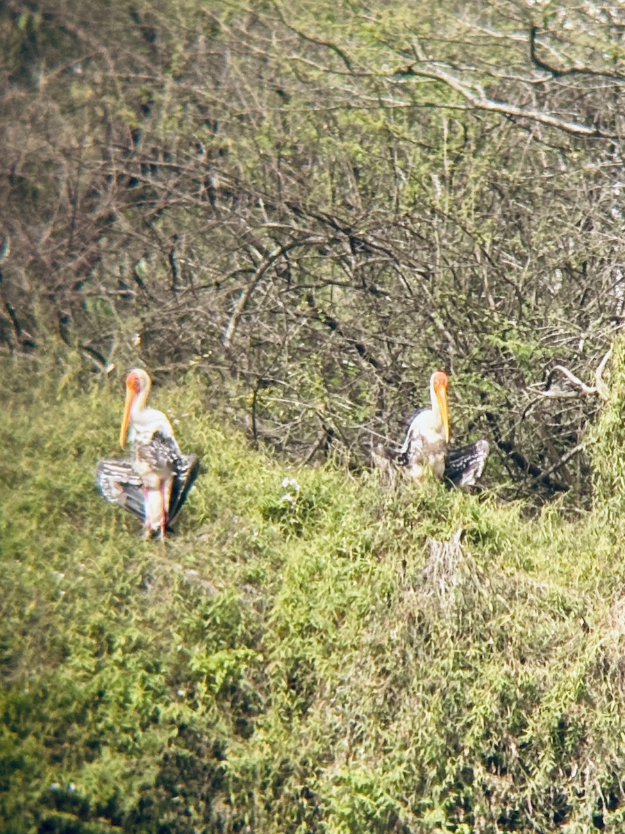 Painted Stork - ML643070532