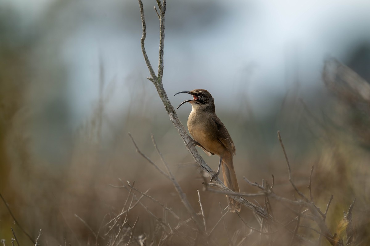 California Thrasher - ML643070535