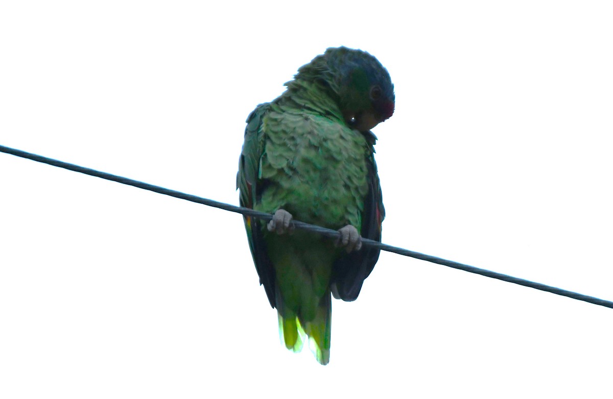 Lilac-crowned Amazon - ML643070541