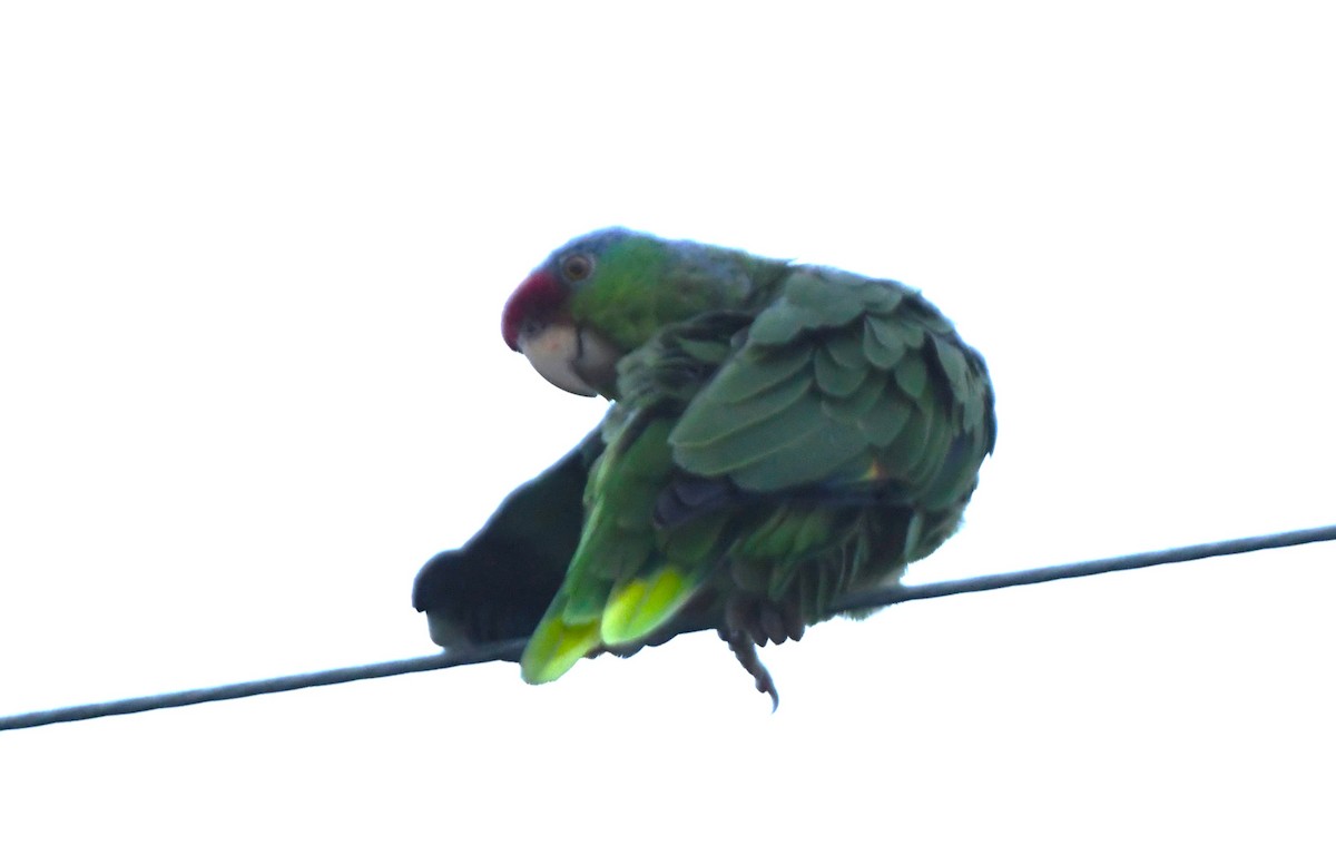 Lilac-crowned Amazon - ML643070544