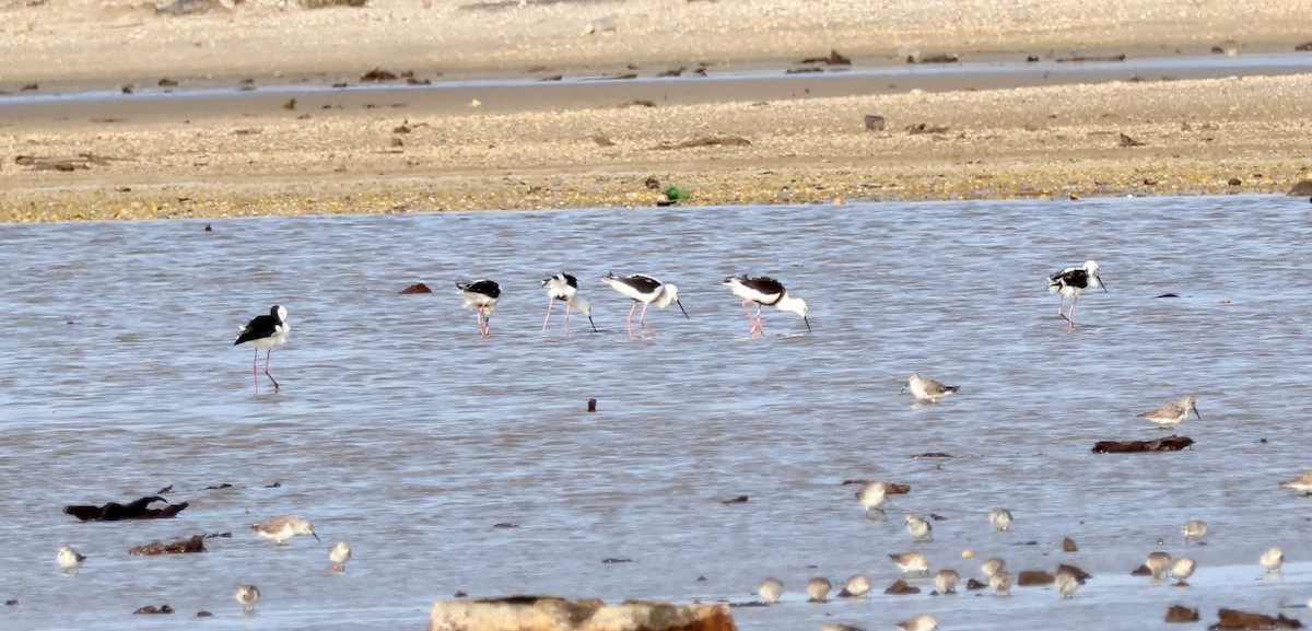 Banded Stilt - ML643070551