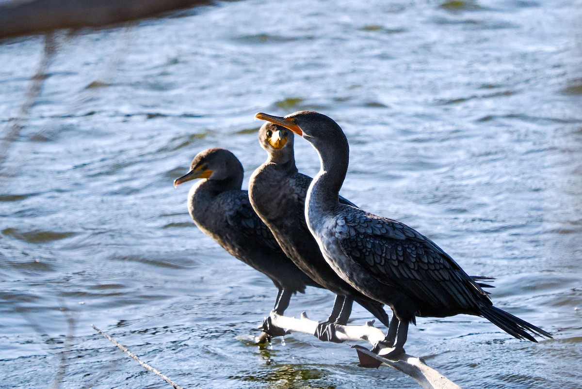 Cormorán Orejudo - ML643070555