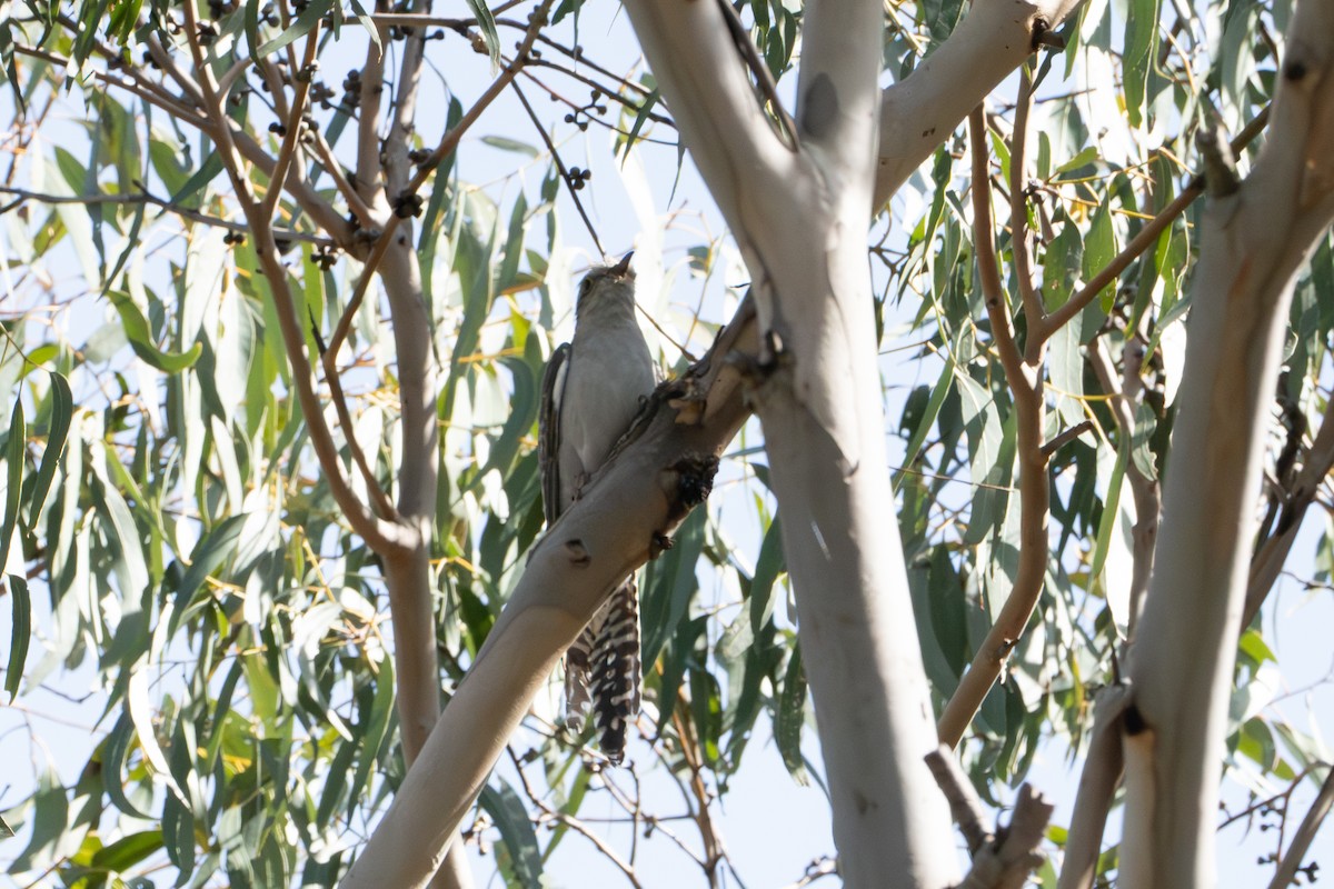Зозуля бліда - ML643070560