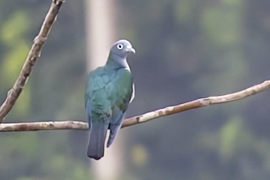 Spectacled Imperial-Pigeon - ML643070617