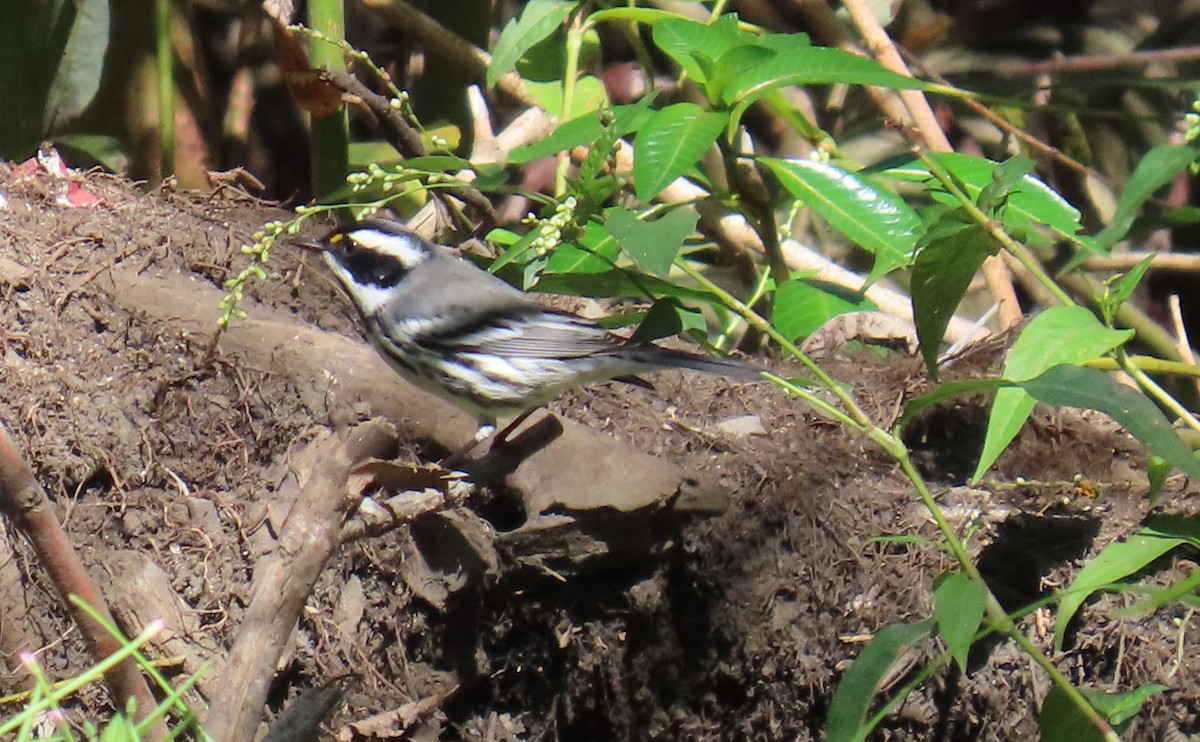 Black-throated Gray Warbler - ML643070619