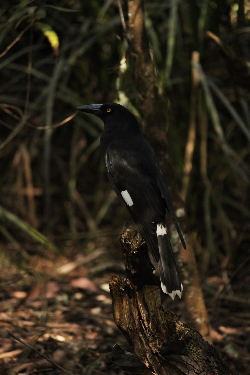 Pied Currawong - ML643070628