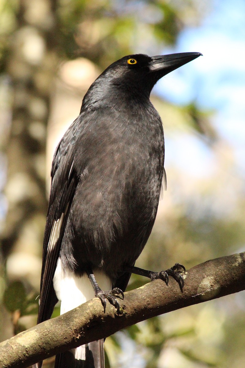 Pied Currawong - ML643070629