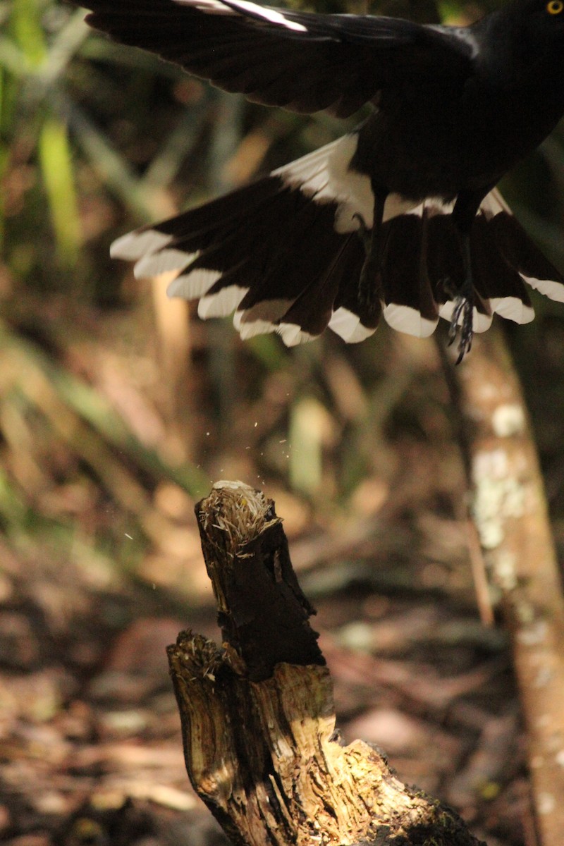 Pied Currawong - ML643070630