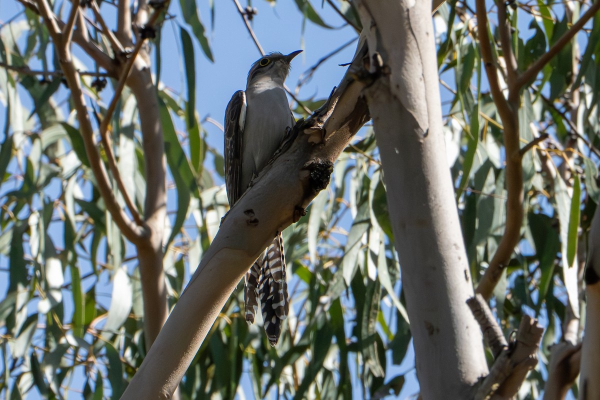 Зозуля бліда - ML643070636