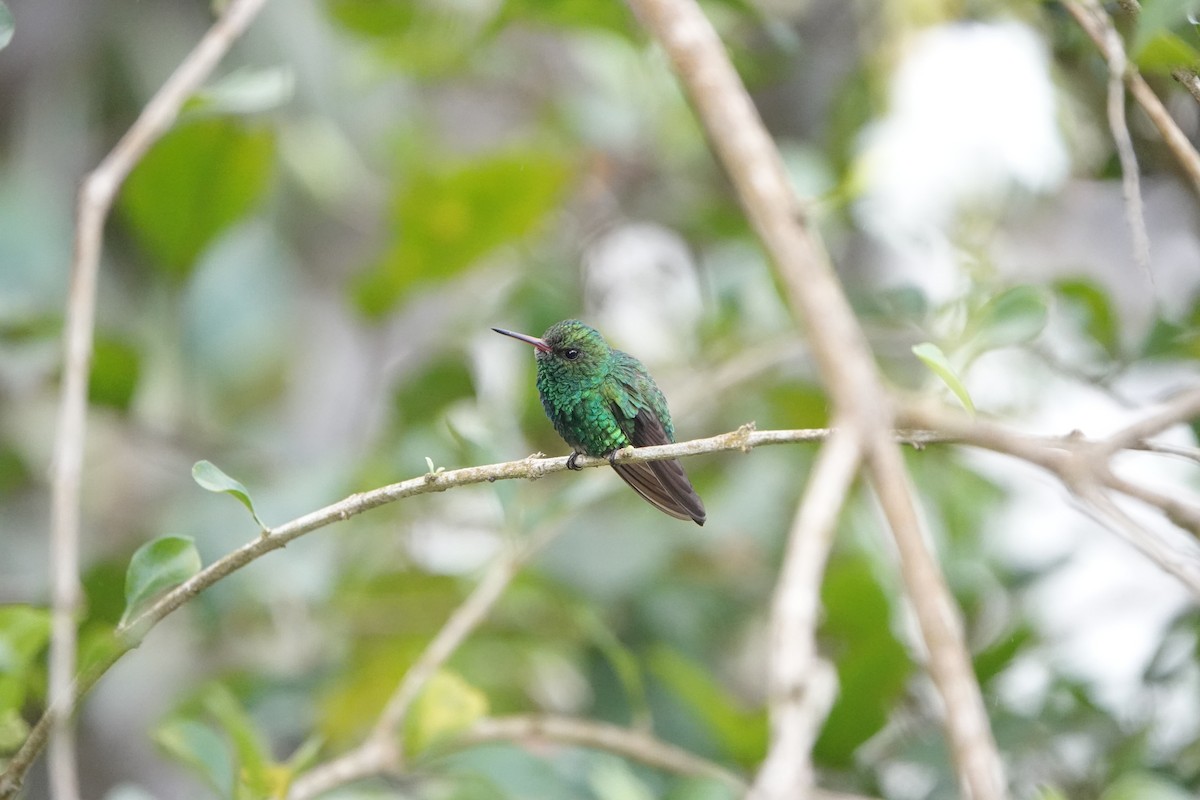 Blue-vented Hummingbird - ML643070639
