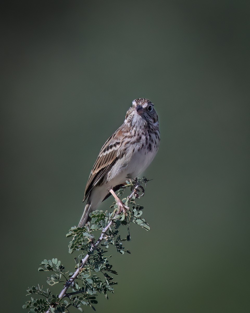 Vesper Sparrow - ML643070640