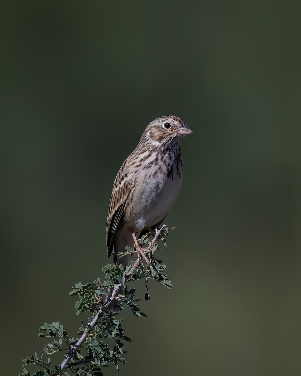 Vesper Sparrow - ML643070643