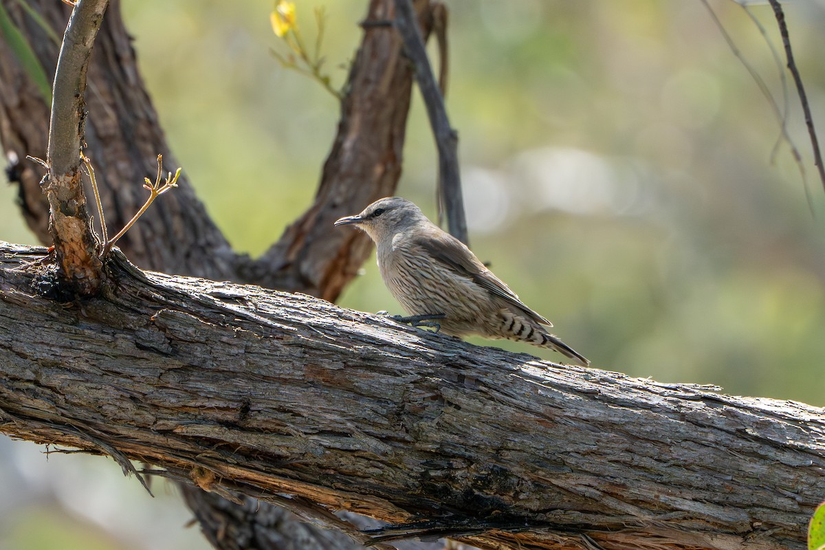 Королаз широкобровий - ML643070675
