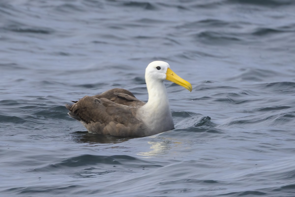 Waved Albatross - ML643070684