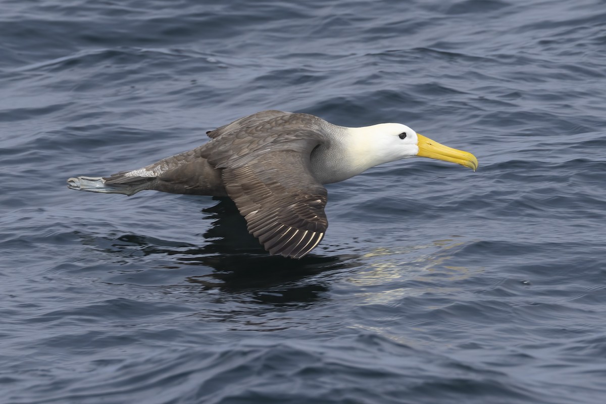 Waved Albatross - ML643070685