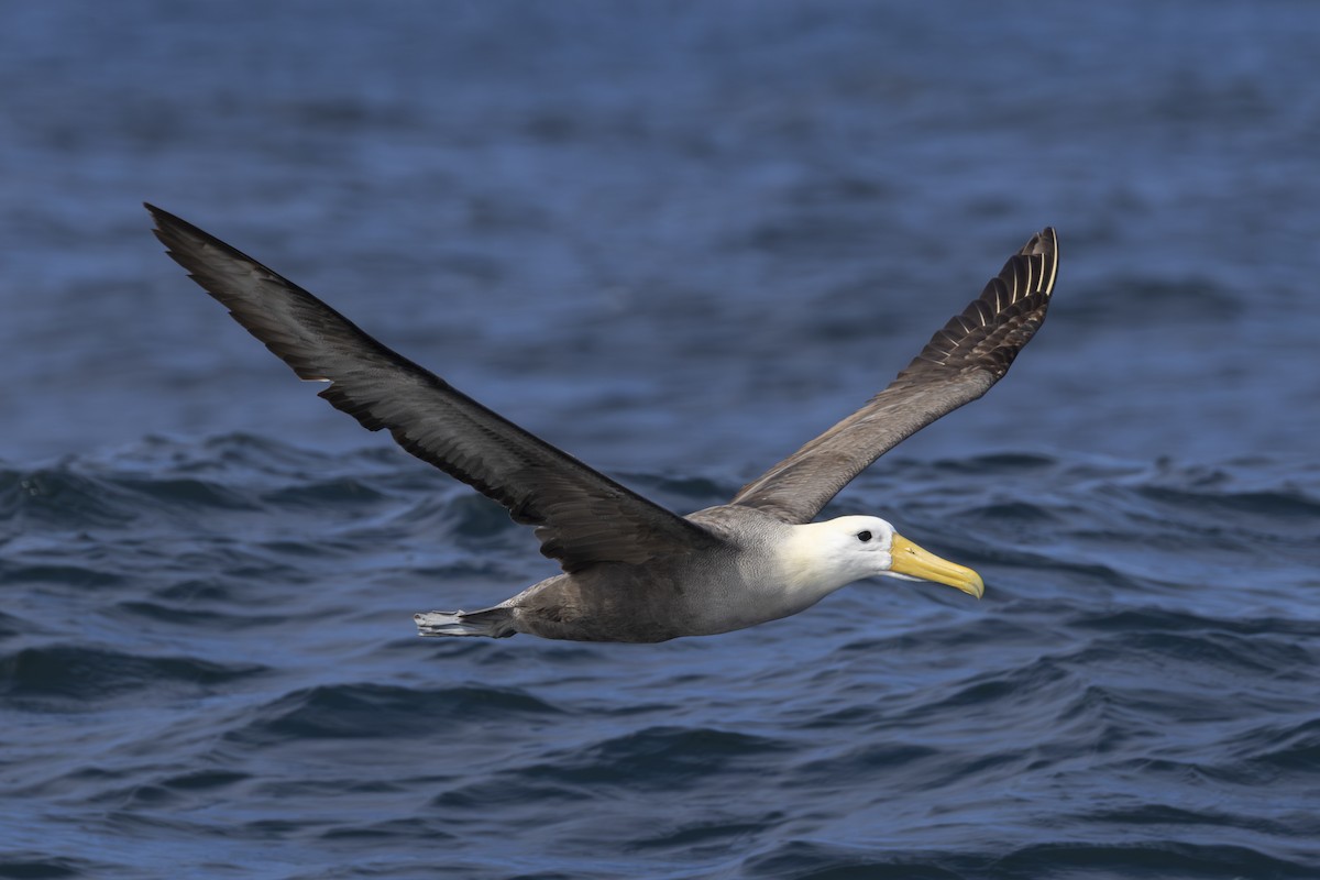 Waved Albatross - ML643070686
