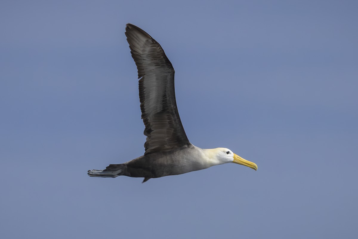 Waved Albatross - ML643070687
