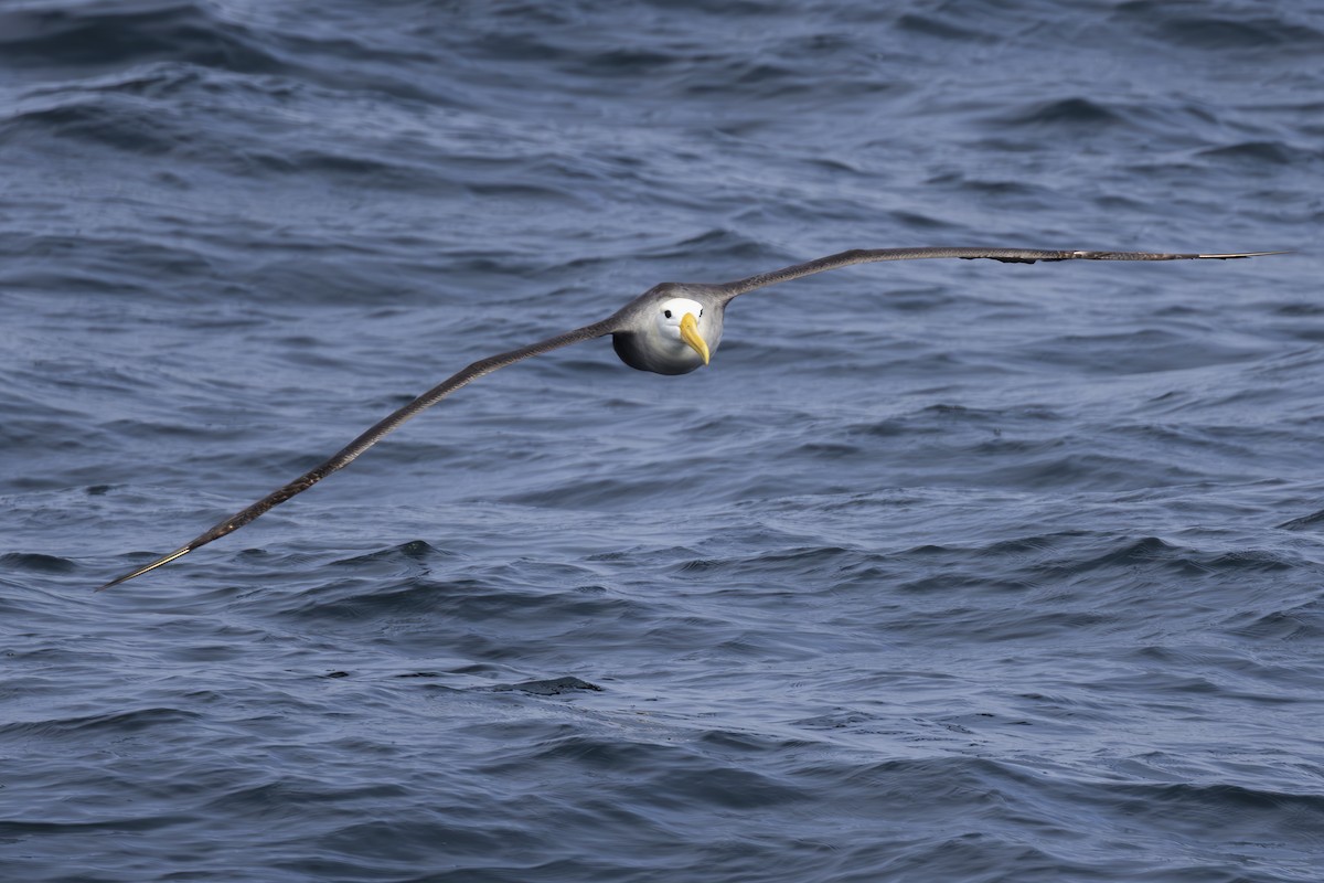 Waved Albatross - ML643070689