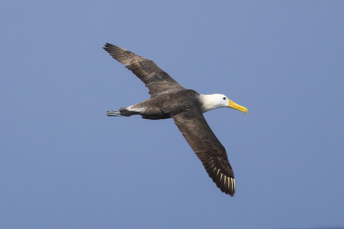 Waved Albatross - ML643070690