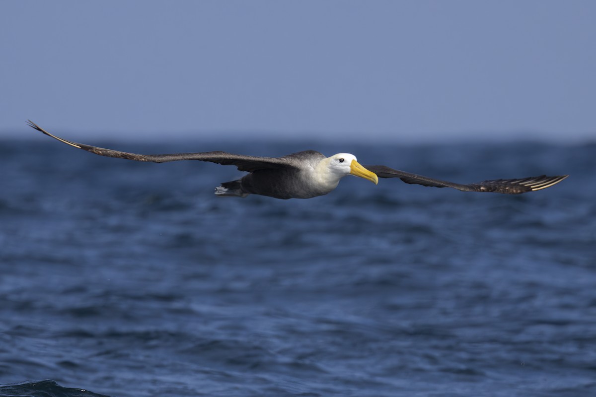 Waved Albatross - ML643070691