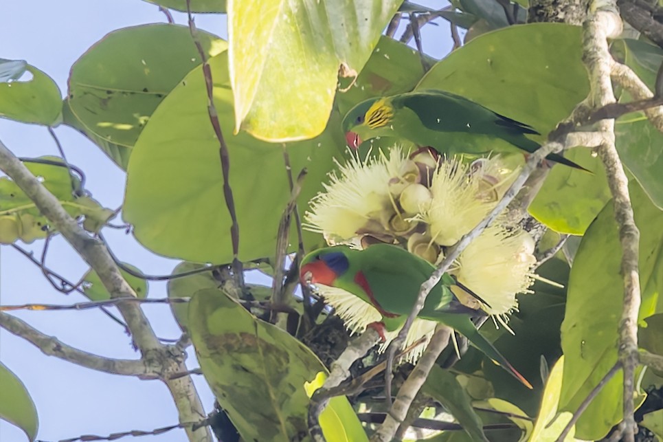 Red-flanked Lorikeet - ML643070701