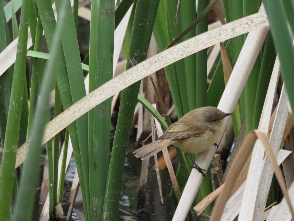 Australian Reed Warbler - ML643070703