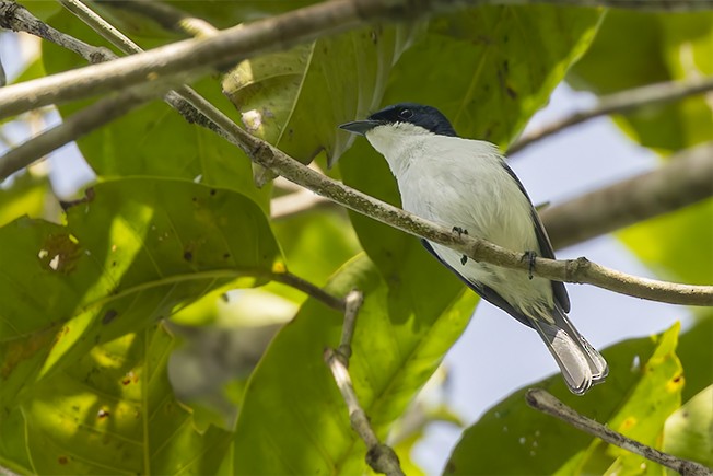 Moluccan Flycatcher - ML643070708