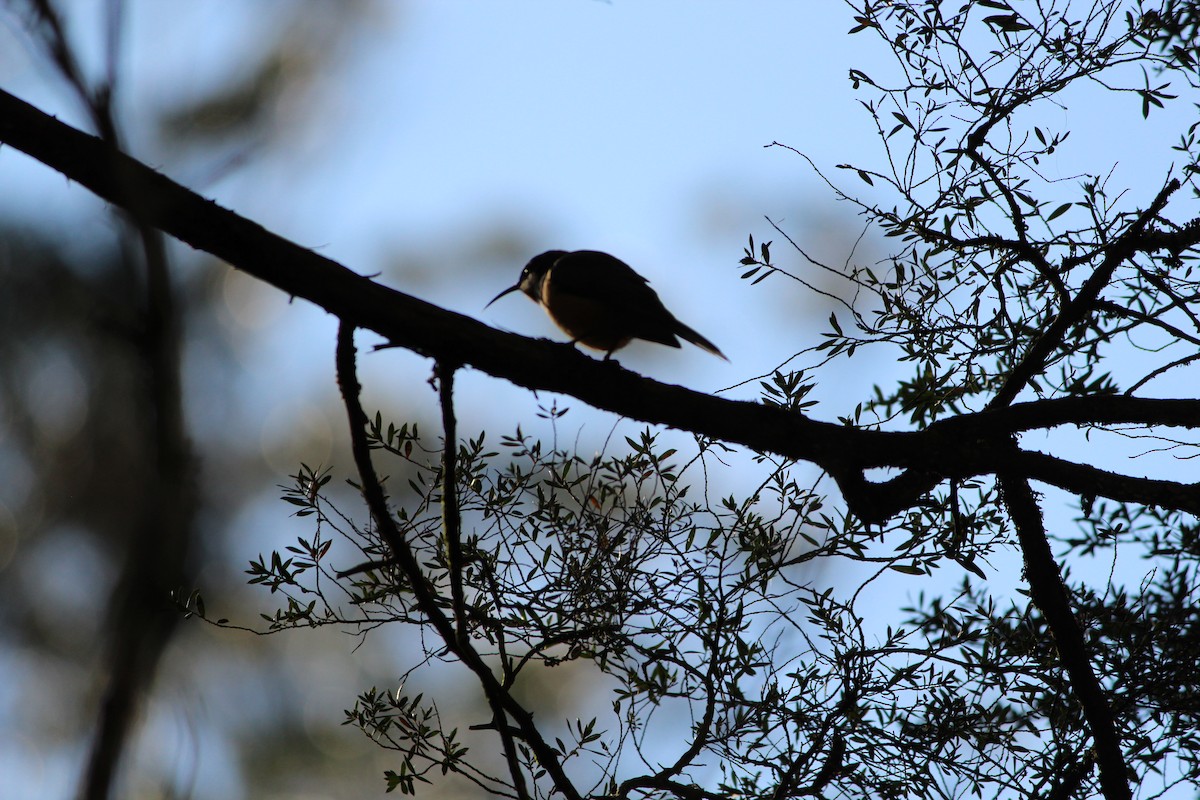 Eastern Spinebill - ML643070713