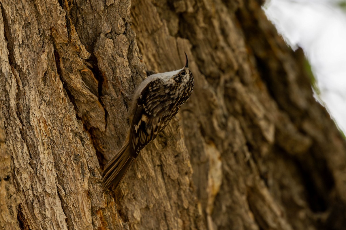 Brown Creeper - ML643070719
