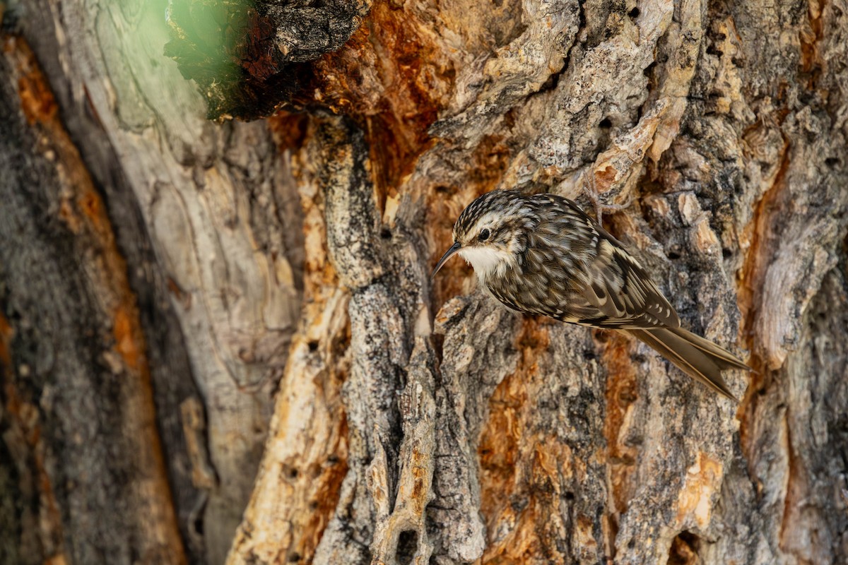 Brown Creeper - ML643070720