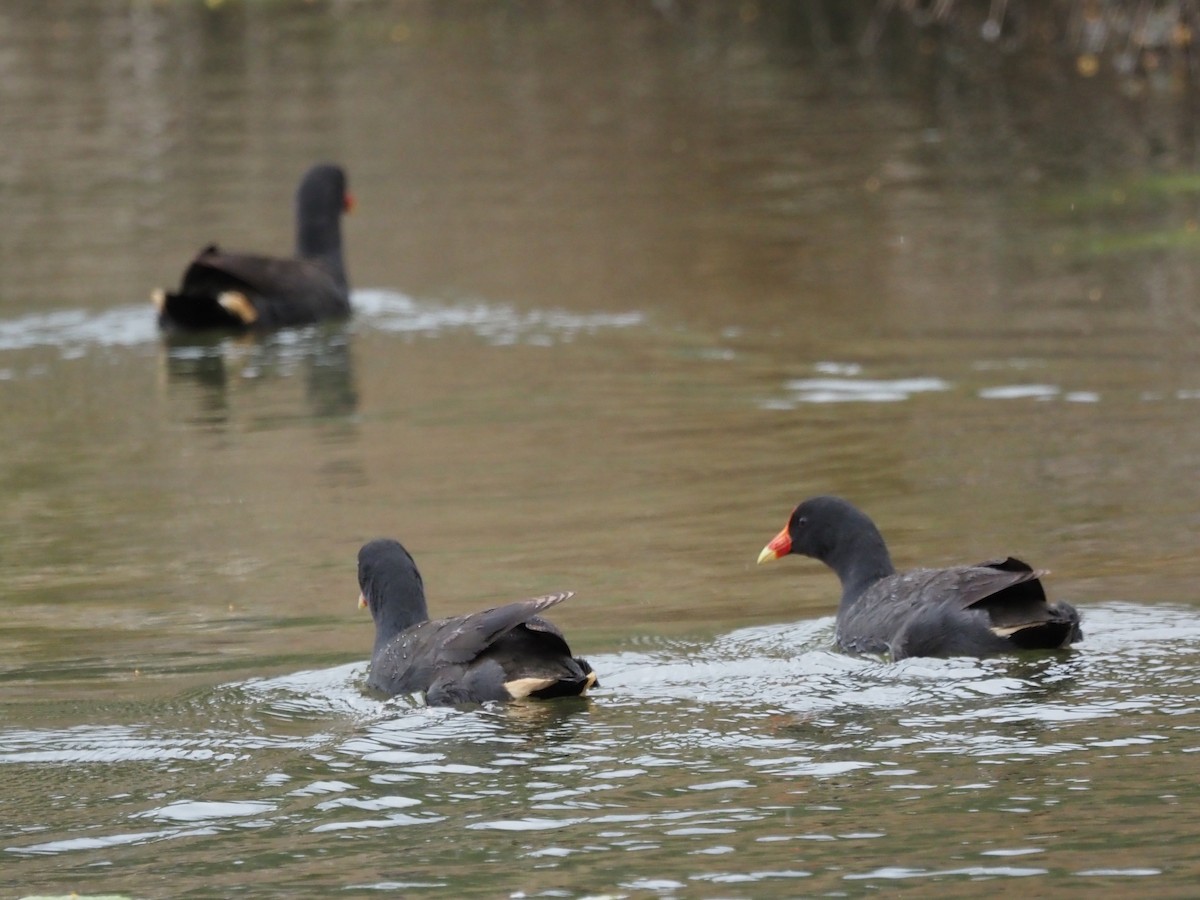 Dusky Moorhen - ML643070721