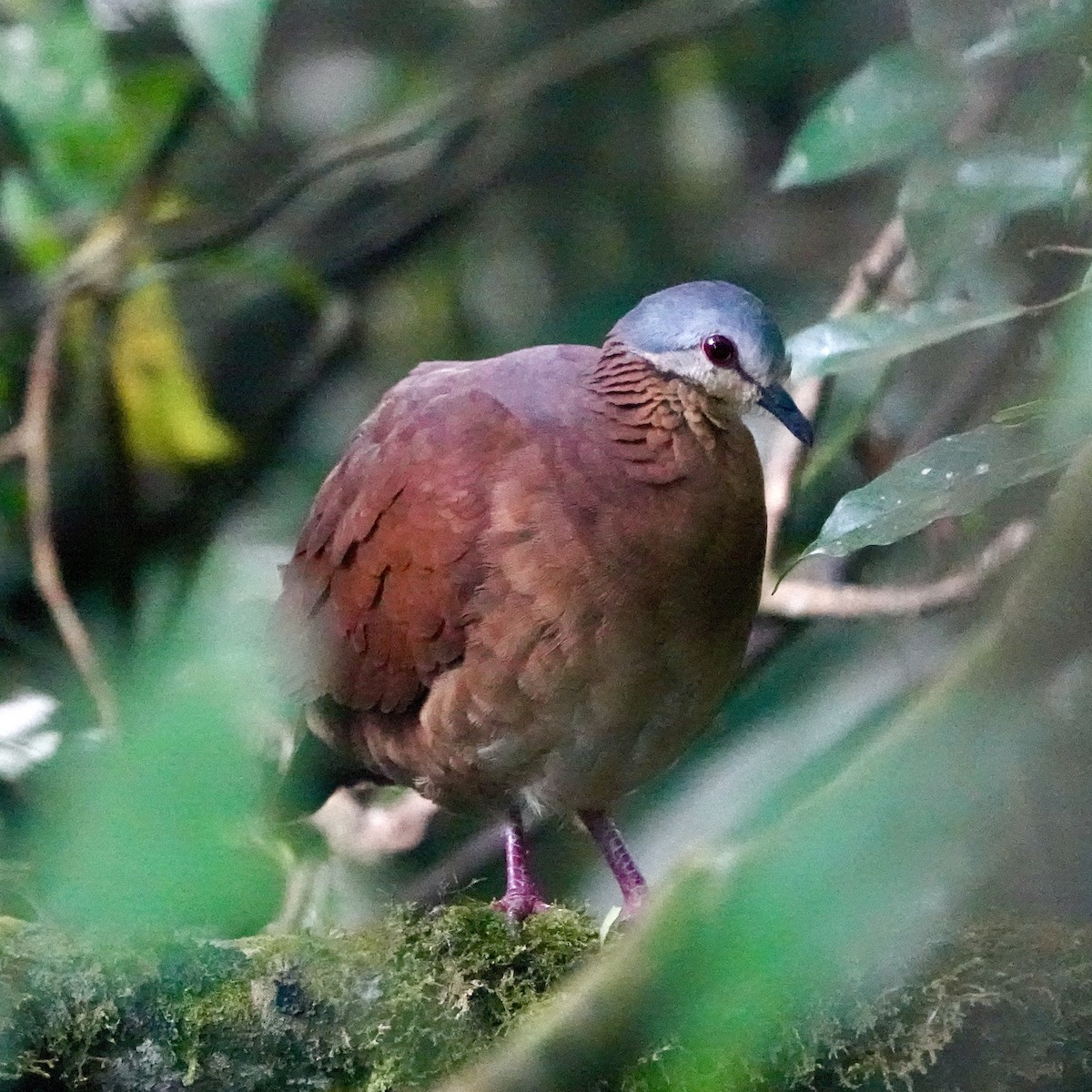 Chiriqui Quail-Dove - ML643070722