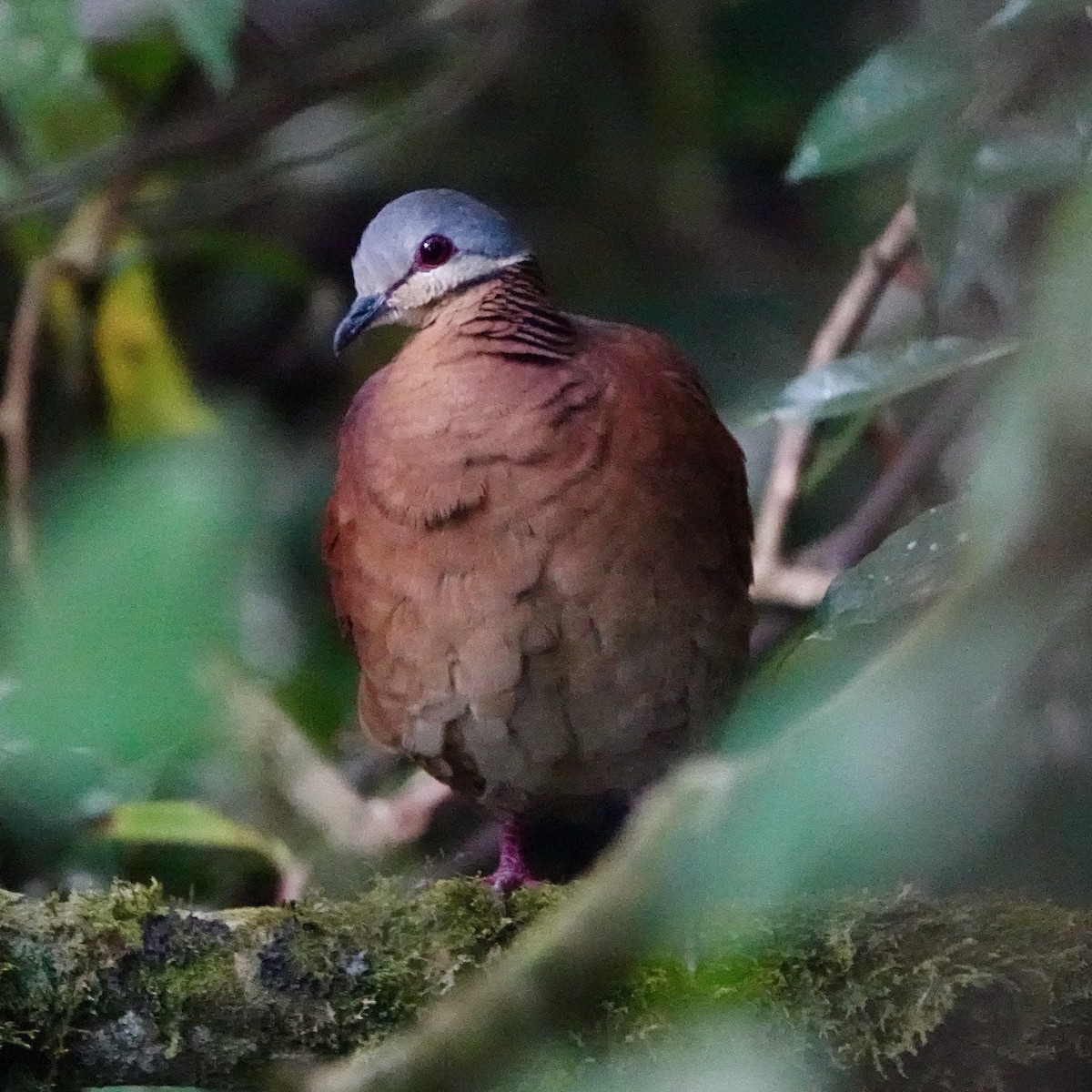 Chiriqui Quail-Dove - ML643070723