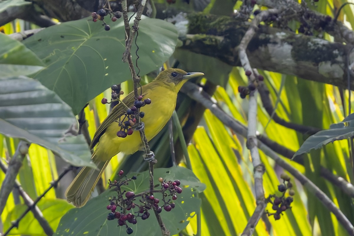 Bulbul d'Halmahera - ML643070732