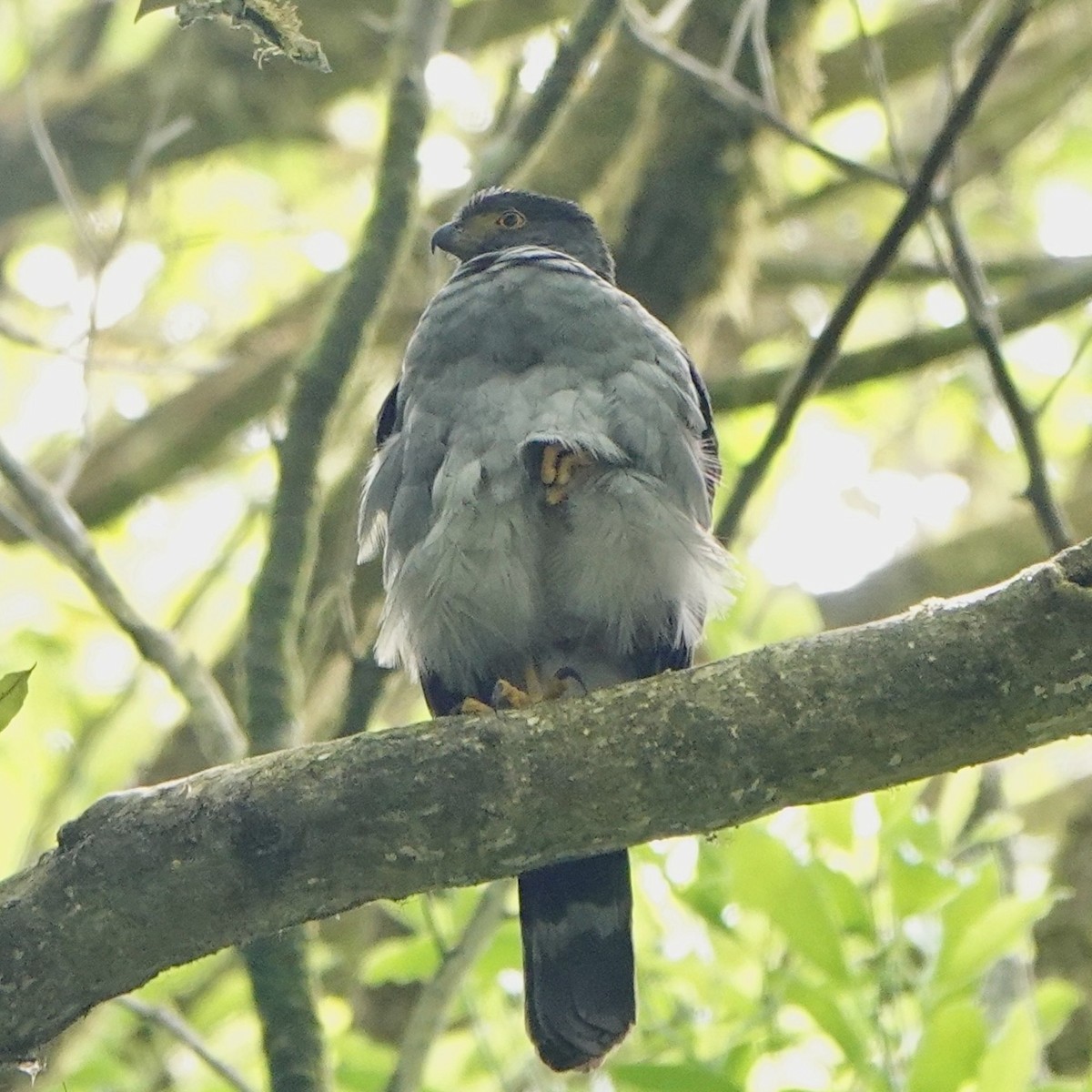 Bicolored Hawk - ML643070734