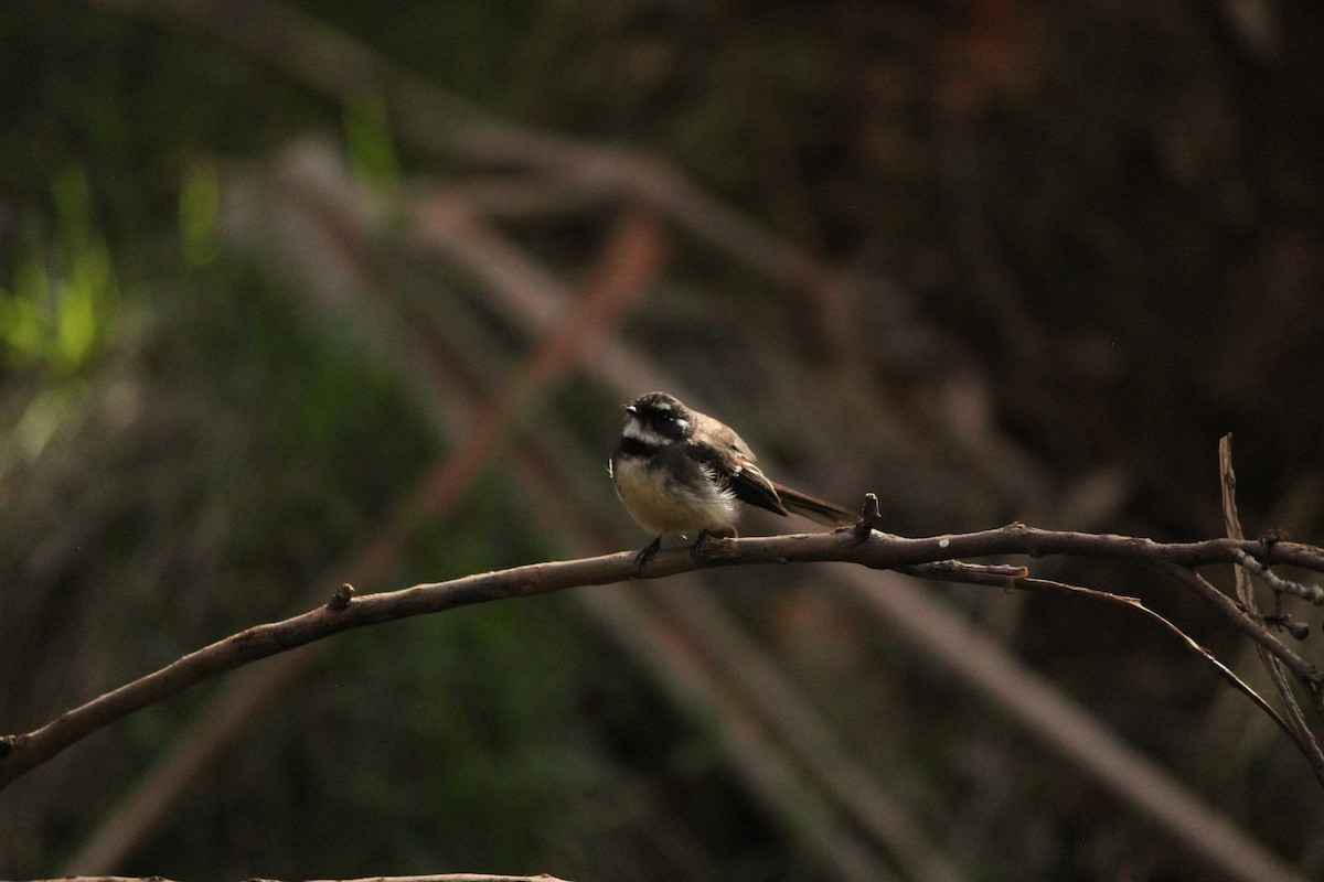 Gray Fantail - ML643070740