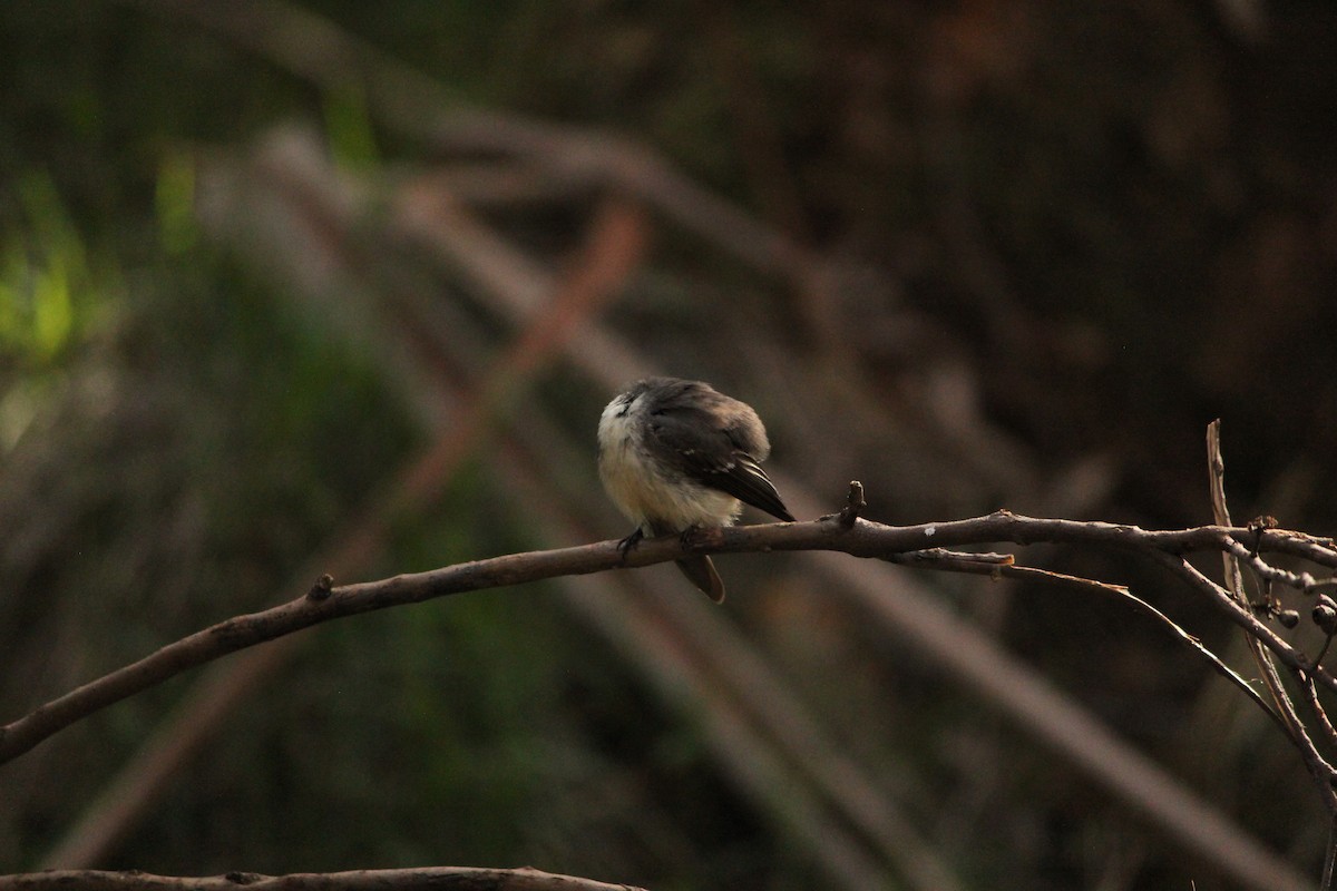 Gray Fantail - ML643070741