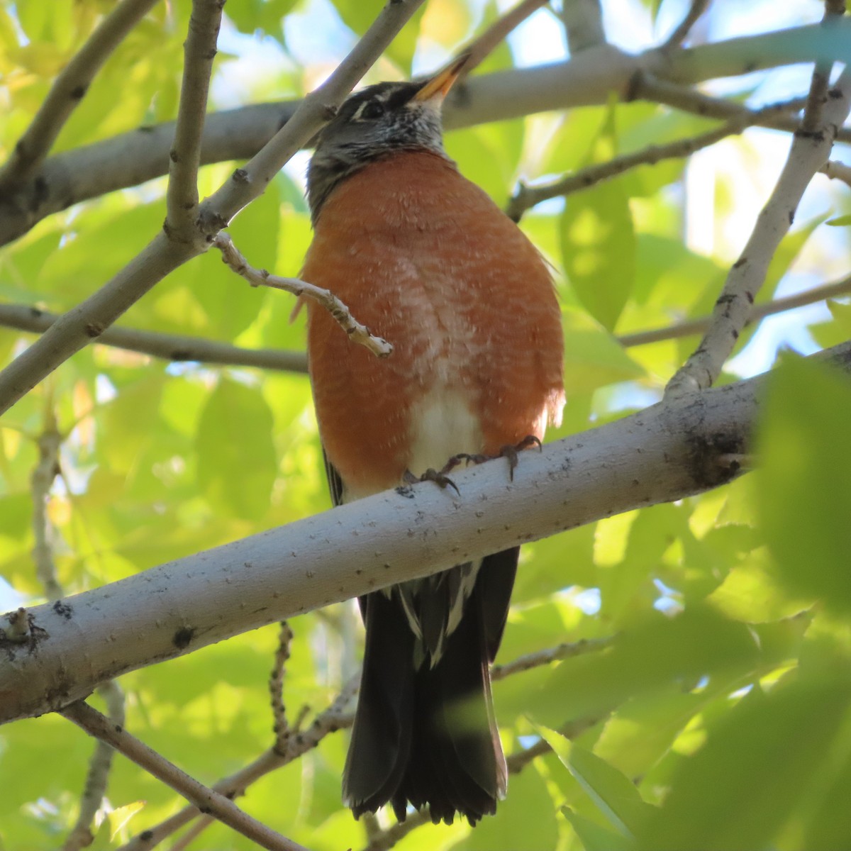 American Robin - ML643070757