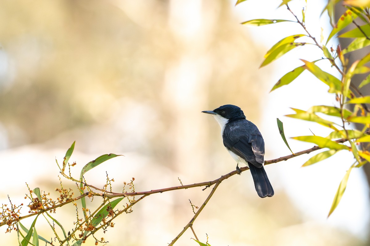 Міагра білогорла - ML643070758