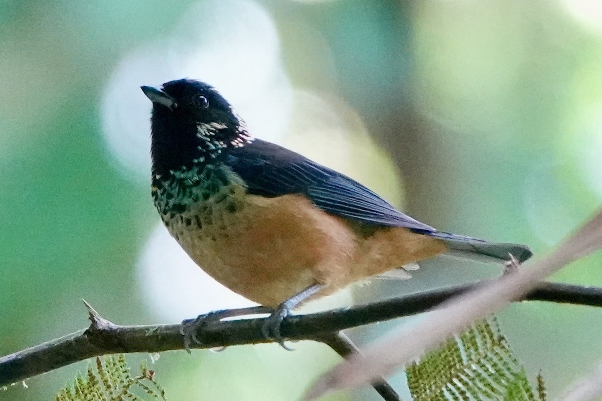 Spangle-cheeked Tanager - ML643070760
