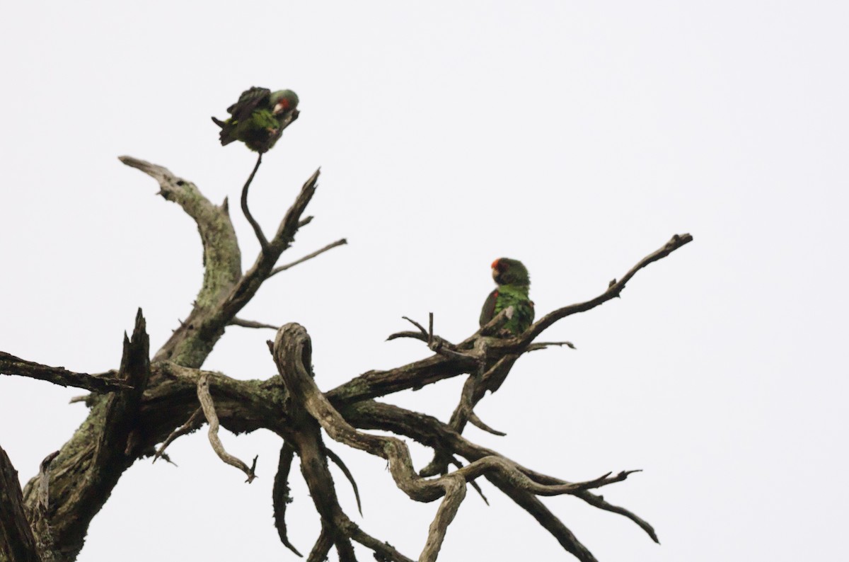 Red-fronted Parrot - ML643070761