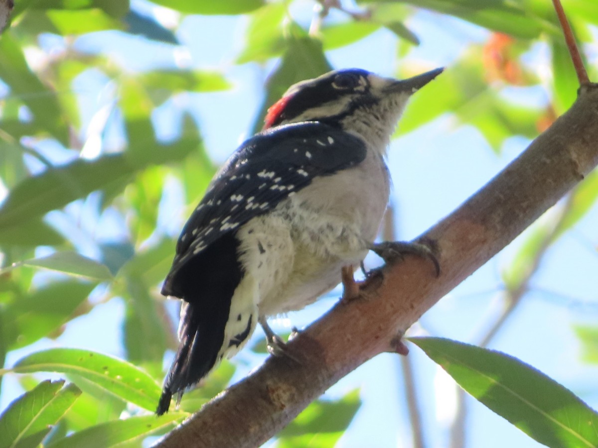 Downy Woodpecker - ML643070766